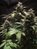 exo cheese 72 from seed 012.jpg