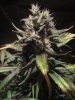 exo cheese 72 from seed 014.jpg