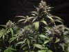 exo cheese 72 from seed 015.jpg