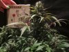 exo cheese 72 from seed 017.jpg