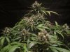 exo cheese 72 from seed 020.jpg