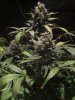 exo cheese 72 from seed 022.jpg