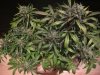 exo cheese 72 from seed 023.jpg