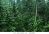 stock-photo-dense-northwest-canadian-rain-forest-64824157.jpg