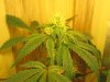 12-20-11 grow 011.jpg