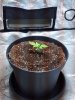 papaya day 12..jpg