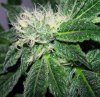 grapekrushcloseupday34.jpg