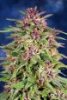 thumb_frisian-dew-dutch-passion-marijuana-seeds.jpg