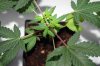 Week-5-seedlings-C6-fTop-emale.jpg