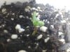 day4sprout3.jpg