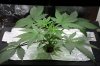 New grow day 29.jpg