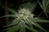 Ripped Bubba #6 - 70-30 @  day 40-13.jpg