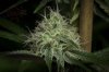 Ripped Bubba #6 - 70-30 @  day 40-14.jpg