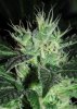 strawberrykushbudday41.jpg