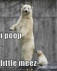 funny-pictures-polar-bear-poops-mini.jpg