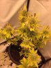 plant pic 1.jpg