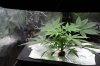 Look into the grow room dec 2.jpg