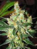 blueberrytrainwreckbudday61.jpg