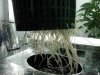 Seedling A & B Roots.jpg