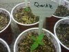 querkle seedling.jpg