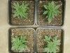 Transplanted 1-6-12.jpg