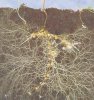 I10-68-mycorrhizal.jpg