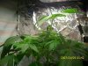 day 30 of second plant taken at 210 am january 6th 2012   3.JPG
