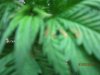 weeds 101.jpg