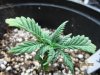 weeds 128.jpg
