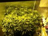 Week 3 Flower 001.jpg