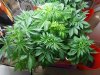 NL_Grow_026_12_08_11.jpg