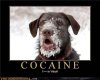 cocaine dog mb.jpg
