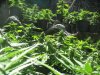 Worth framing..morning weed!weed awakening!.jpg