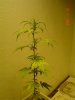 DSC00634.jpg