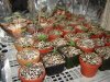 DSC01098.jpg
