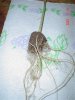DSC00640.jpg