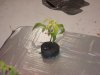 DSC00049.JPG