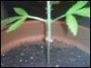 tomato1.jpg