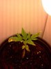 IMG_20120112_200038.jpg
