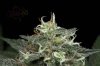 Ripped Bubba #8 50-50-12.jpg