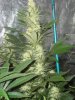 Grow 2 Day 43 (23).jpg