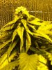 Week 4 Flower 003.jpg