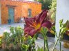 daylily_1.jpg