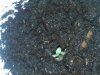 seedling sprout1.jpg