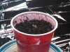 seedling day 3 from side.jpg