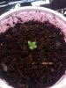 seedling day 3 from top.jpg