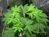 day 45 of second plant, january 22nd 2012   2.JPG