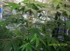 day 45 of second plant, january 22nd 2012   3.JPG