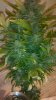 week 3 bloom 011.jpg