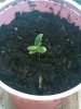 Seedling day 7a.jpg